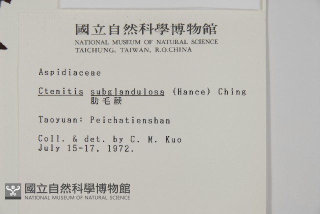 肋毛蕨藏品圖，第2張