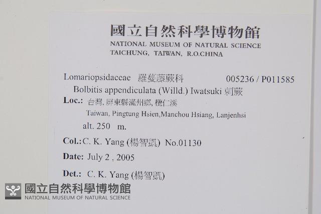 刺蕨藏品圖，第2張