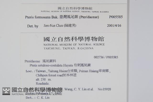 臺灣鳳尾蕨藏品圖，第2張