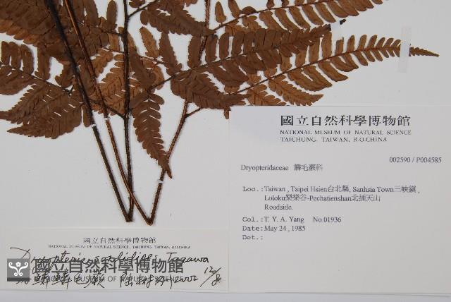 落鱗鱗毛蕨藏品圖，第2張