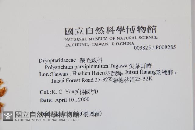 尖葉耳蕨藏品圖，第2張