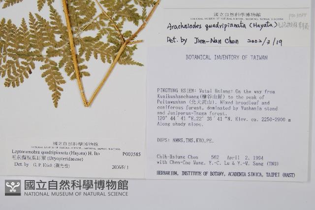 毛苞擬複葉耳蕨藏品圖，第2張