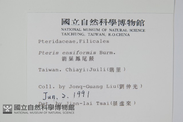 箭葉鳳尾蕨藏品圖，第2張