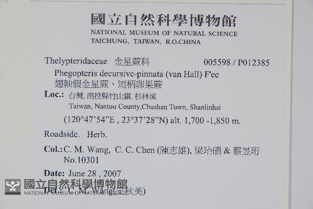 翅軸假金星蕨、短柄卵果蕨藏品圖，第2張