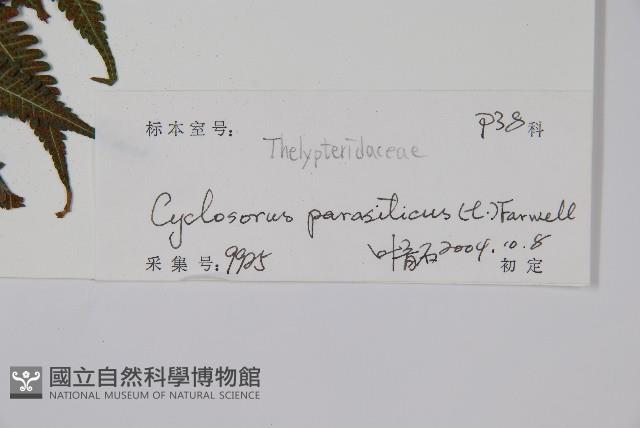 密毛毛蕨藏品圖，第2張