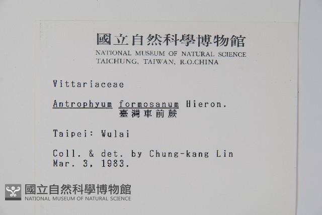 臺灣車前蕨藏品圖，第2張