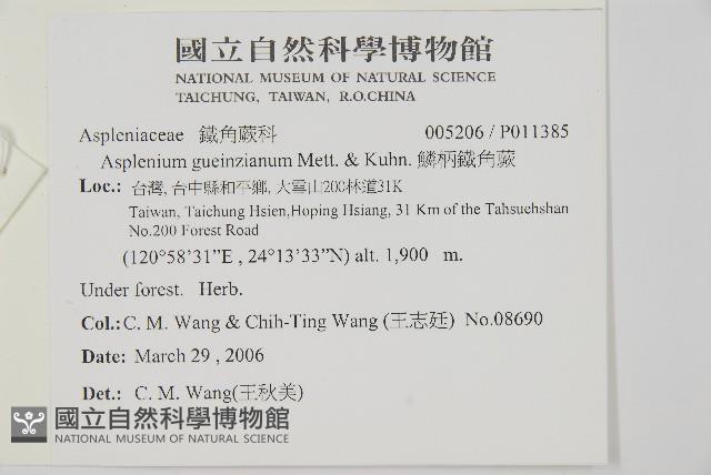 鱗柄鐵角蕨藏品圖，第2張