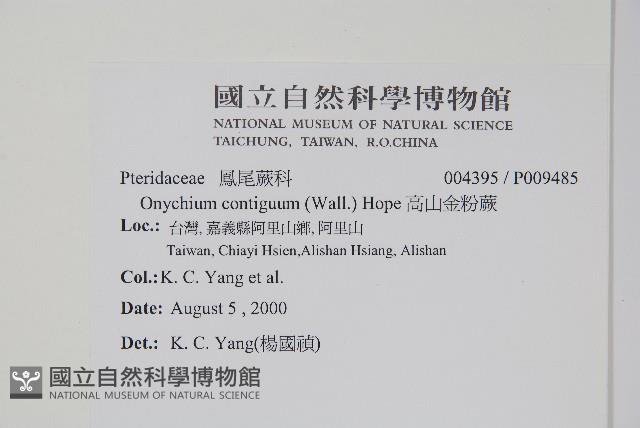 高山金粉蕨藏品圖，第2張