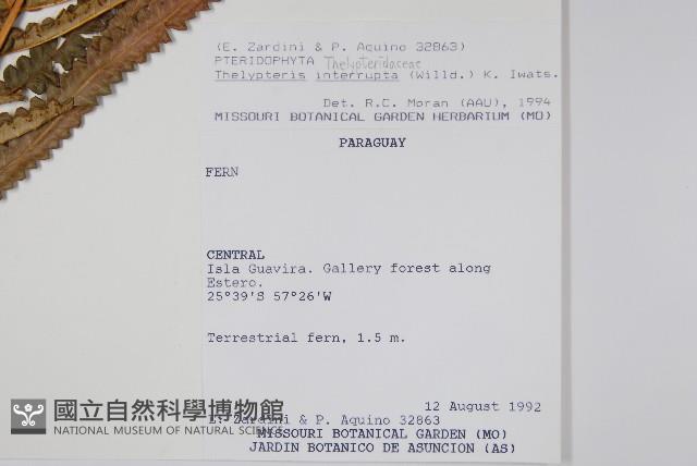 毛蕨藏品圖，第2張