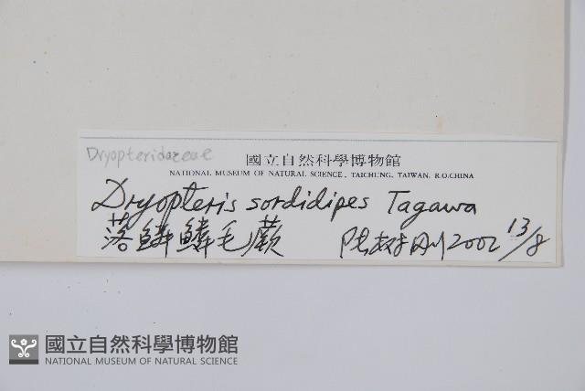 落鱗鱗毛蕨藏品圖，第2張