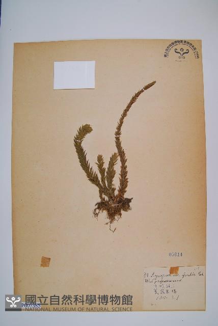 福氏石松藏品圖，第1張