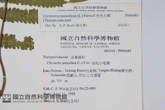 密毛毛蕨藏品圖，第2張