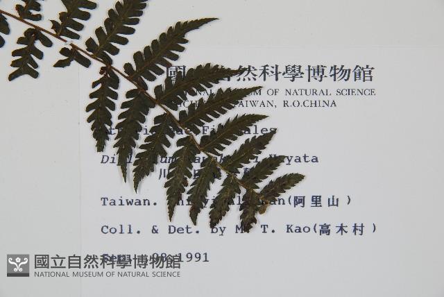 川上氏雙蓋蕨藏品圖，第2張