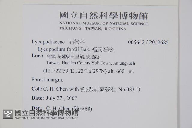 福氏石松藏品圖，第2張