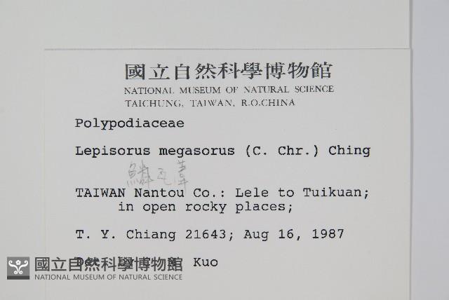 鱗瓦葦、長柄瓦葦藏品圖，第2張