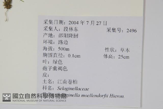 江南卷柏藏品圖，第2張