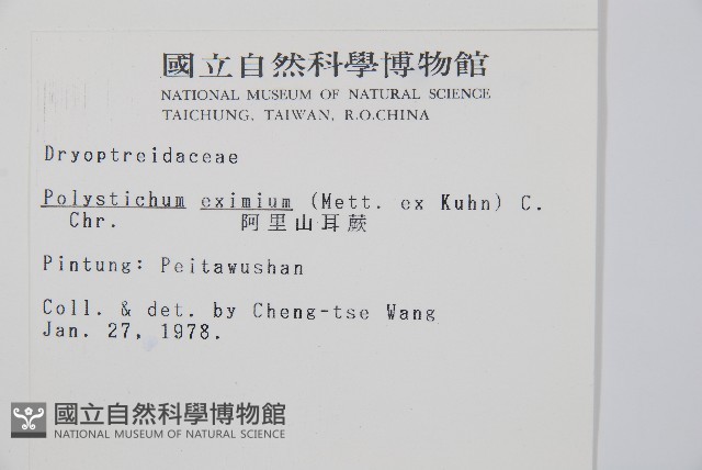 阿里山耳蕨藏品圖，第2張