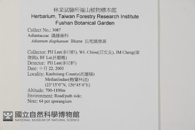 長尾鐵線蕨藏品圖，第2張