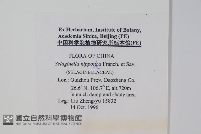 日本卷柏藏品圖，第2張