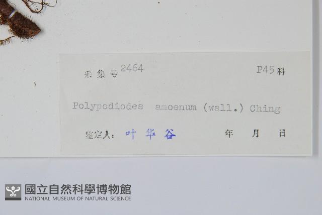 友水龍骨藏品圖，第2張