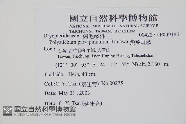 尖葉耳蕨藏品圖，第2張