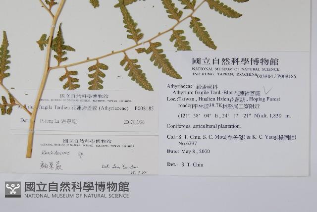 花蓮蹄蓋蕨藏品圖，第2張