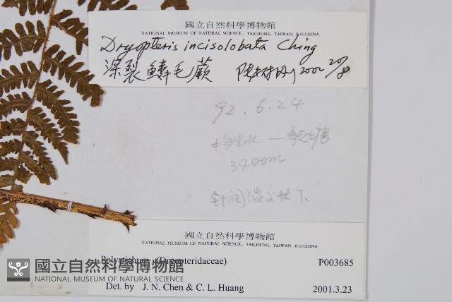 深裂鱗毛蕨藏品圖，第2張