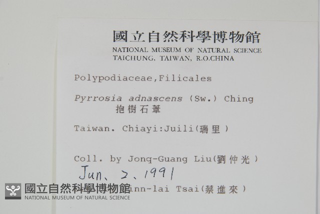 抱樹石葦藏品圖，第2張