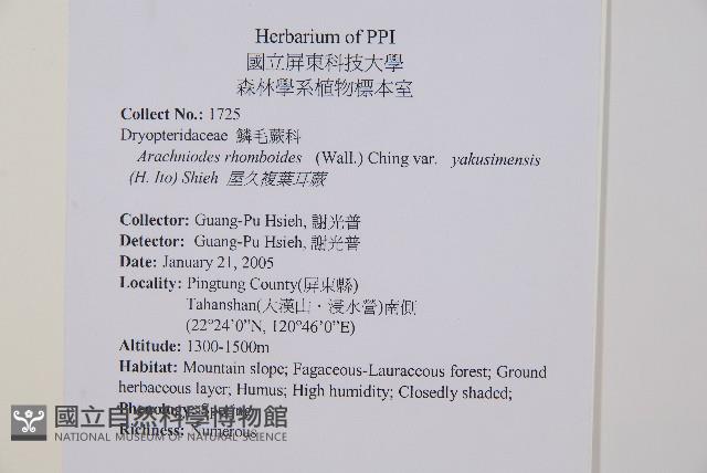 屋久複葉耳蕨藏品圖，第2張