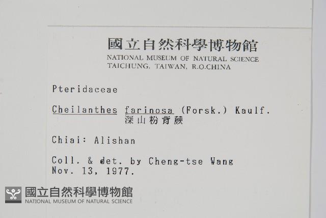 深山粉背蕨藏品圖，第2張