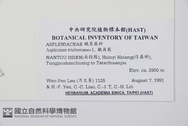 鐵角蕨藏品圖，第2張