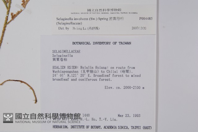 密葉卷柏藏品圖，第1張