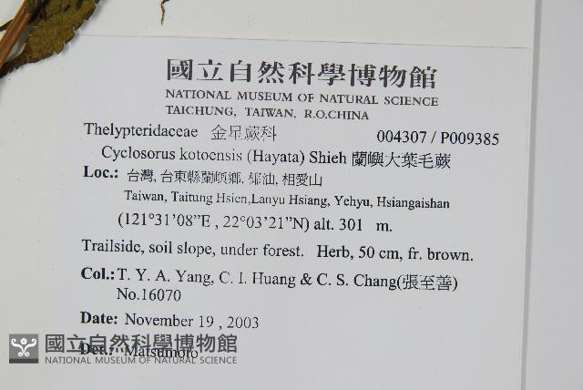 蘭嶼大葉毛蕨、蘭嶼圓脈蕨藏品圖，第2張