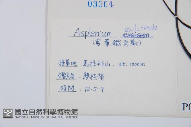 單邊鐵角蕨藏品圖，第2張