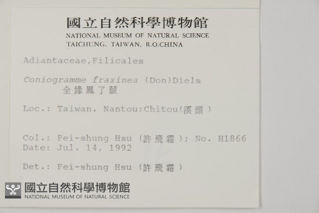 全緣鳳丫蕨藏品圖，第2張