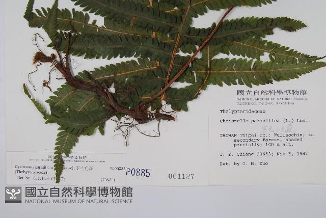 密毛毛蕨藏品圖，第2張