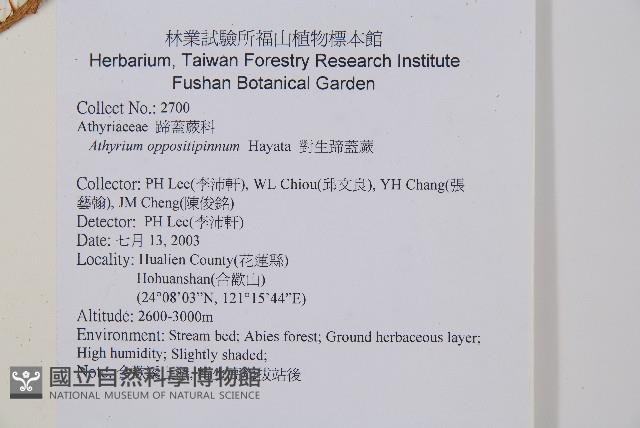 對生蹄蓋蕨藏品圖，第2張