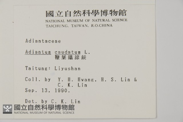鞭葉鐵線蕨藏品圖，第2張