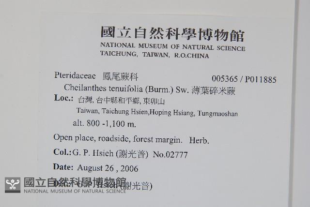 薄葉碎米蕨藏品圖，第2張