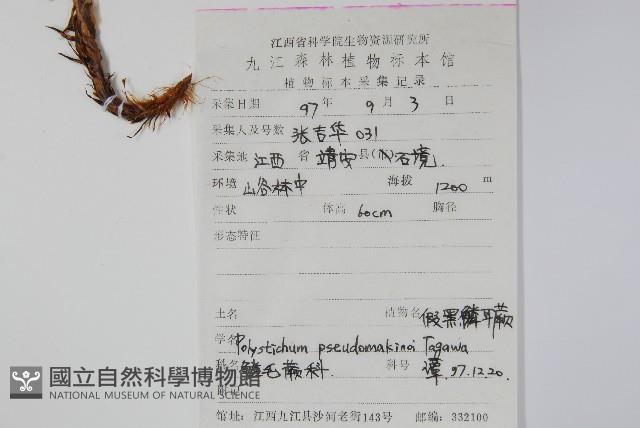 假黑鱗耳蕨藏品圖，第2張