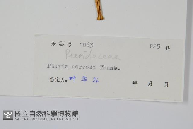 鳳尾蕨藏品圖，第2張