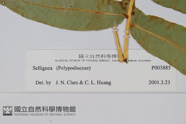 登錄號:P003885藏品圖，第2張