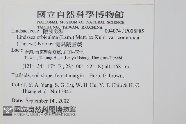 海島陵齒蕨藏品圖，第1張