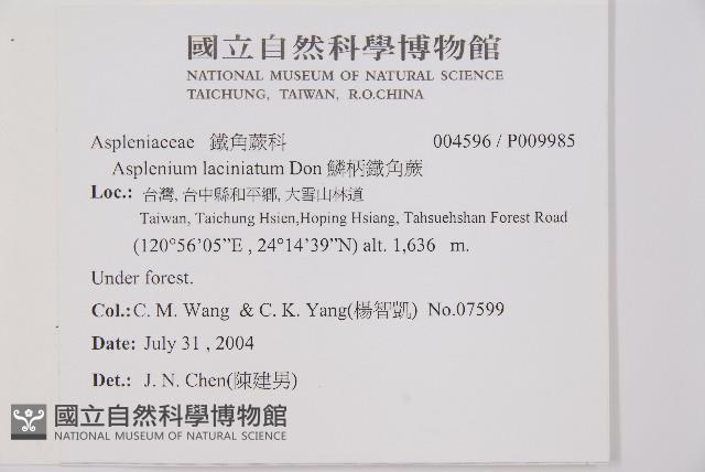 鱗柄鐵角蕨藏品圖，第2張