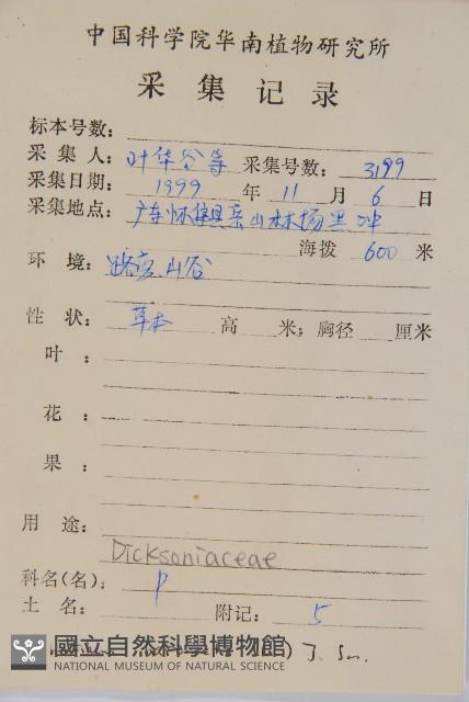 金狗毛蕨藏品圖，第2張