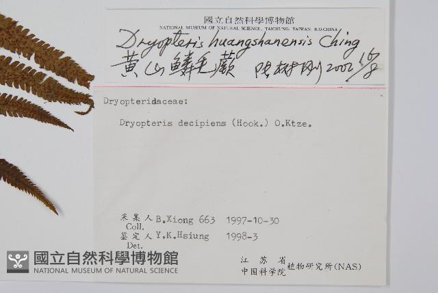 黃山鱗毛蕨藏品圖，第2張