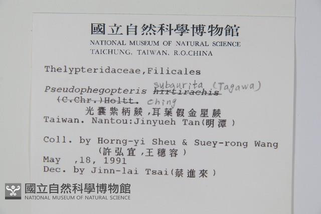 光囊紫柄蕨藏品圖，第2張