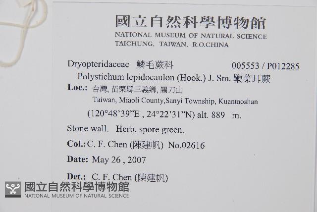 鞭葉耳蕨藏品圖，第2張