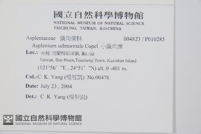 單邊鐵角蕨藏品圖，第2張