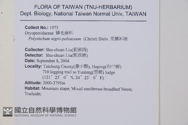 黑鱗耳蕨藏品圖，第2張